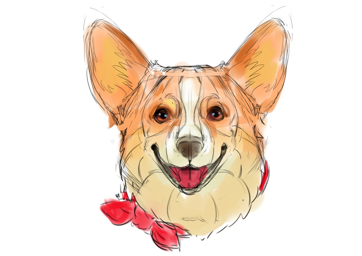 Корги рисунок для срисовки