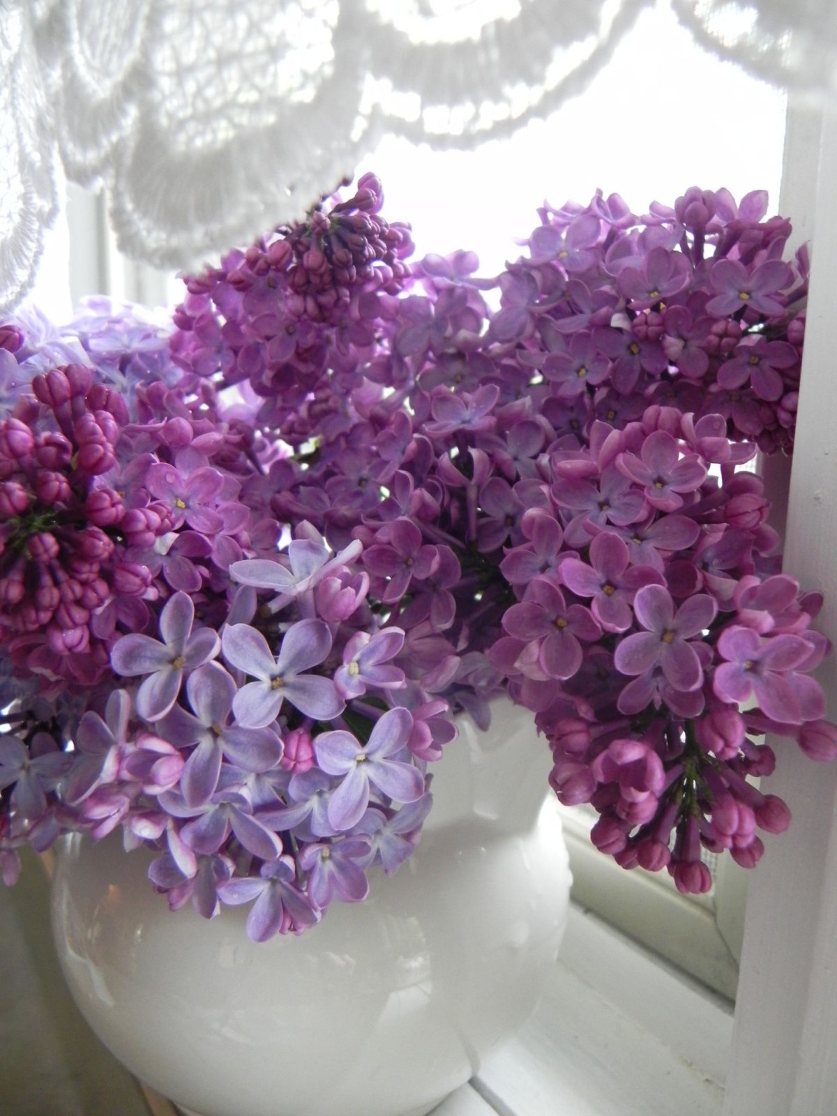 Лилак цветы