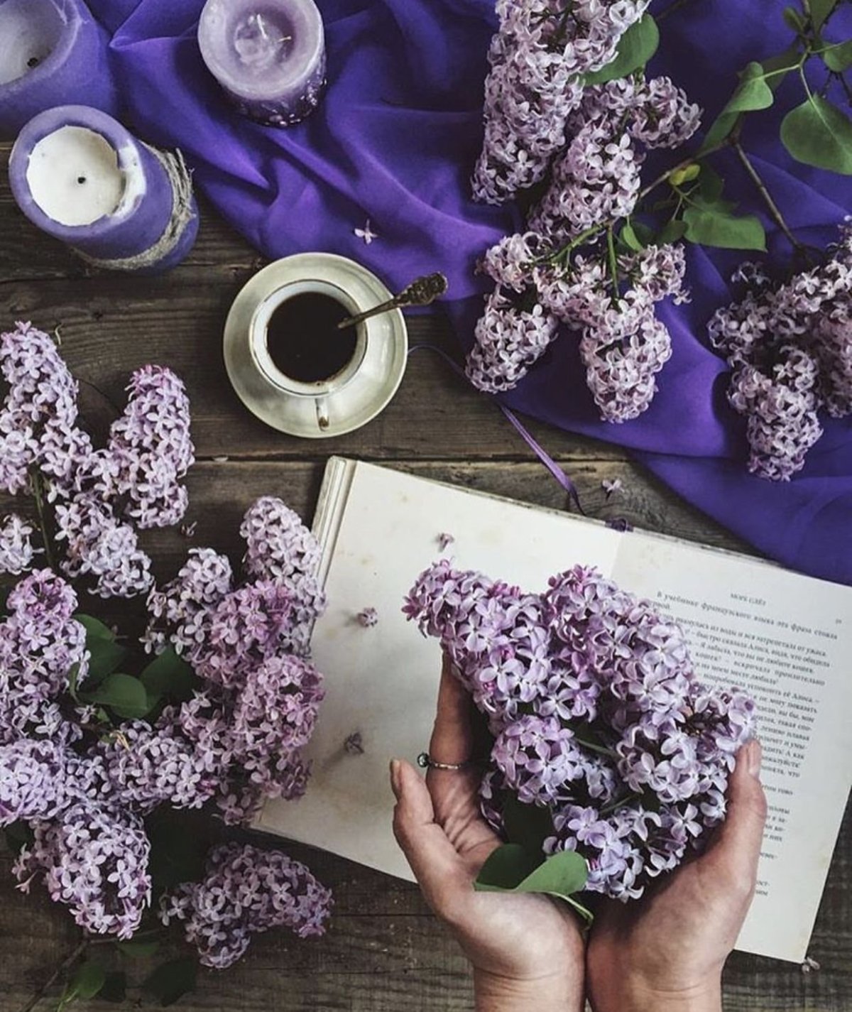 Сирень Хелен