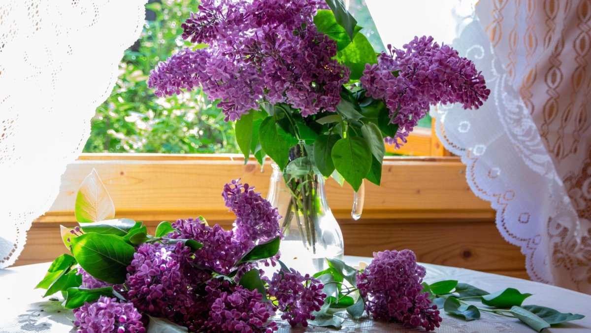 Сирень izobilie