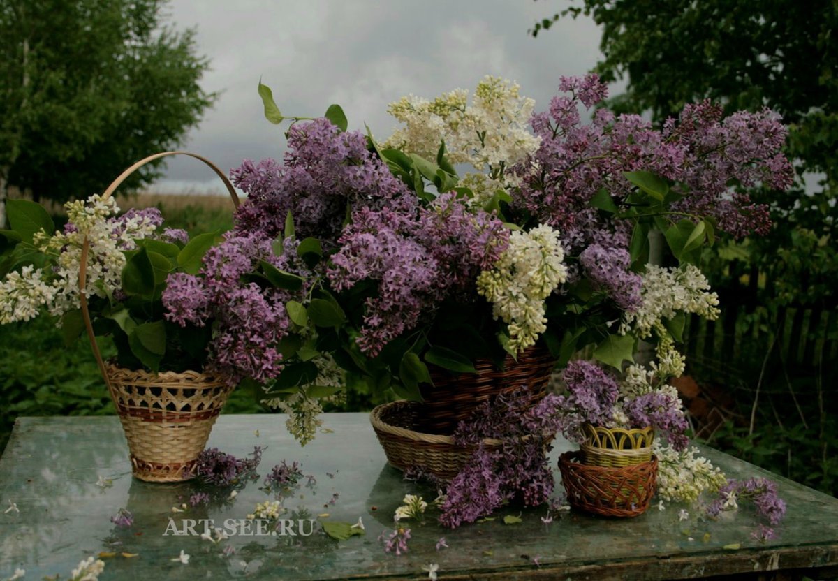 Сирень русский Север