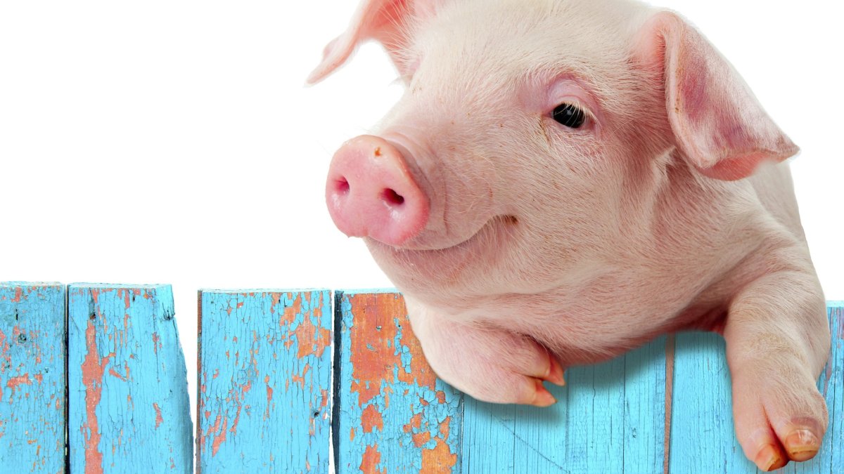 Испуганный поросенок