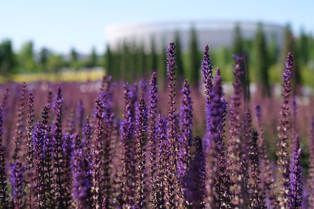 Шалфей лавандоволистный