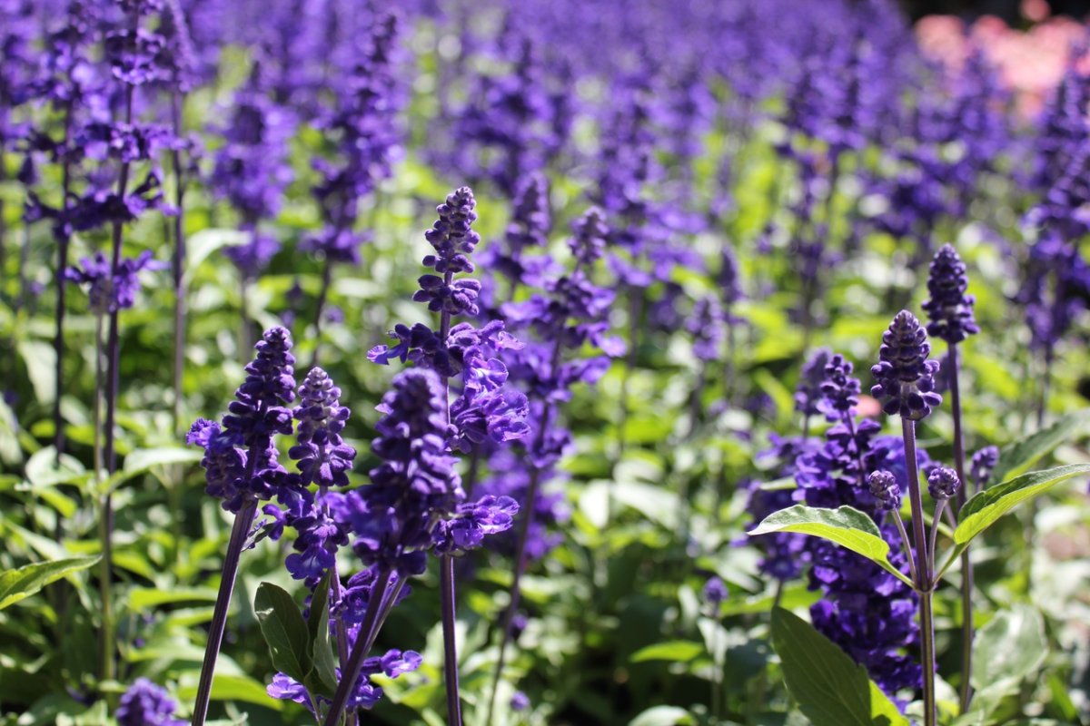 Сальвия смесь, е6