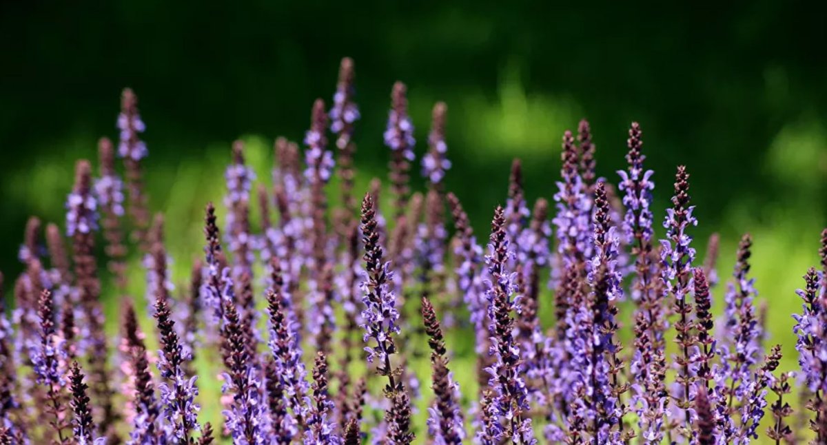 Шалфей Дубравный 'Rose Queen'