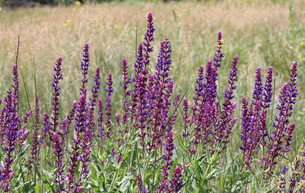 Шалфей Луговой