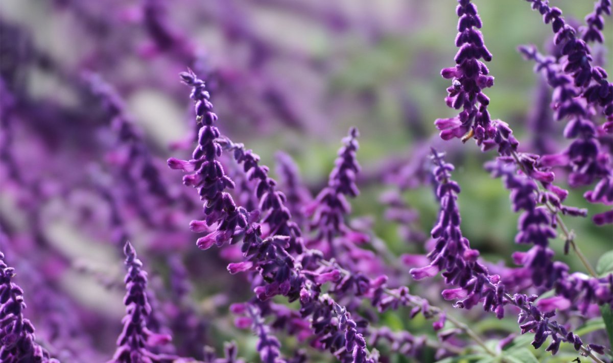 Шалфей лекарственный (Salvia officinalis)