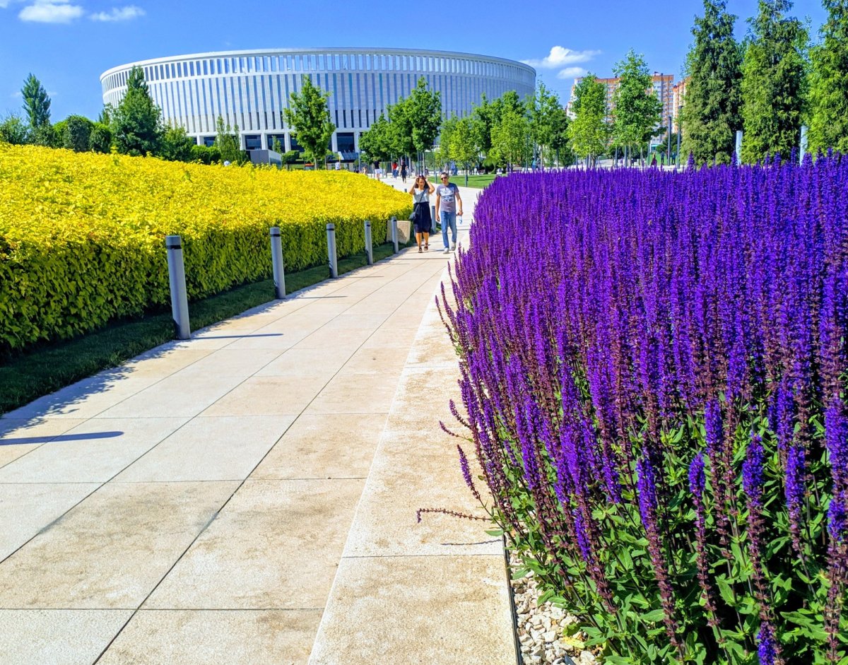 Лекарственные растения шалфей