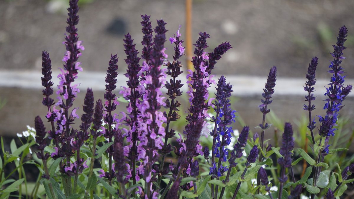 Шалфей Дубравный (Salvia nemorosa `Caradonna`)