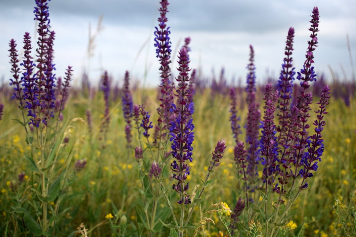 Сальвия мутовчатая