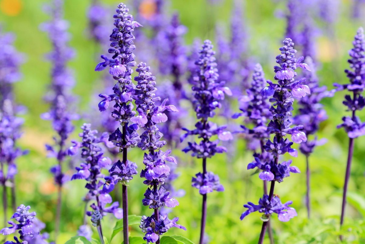 Шалфей Дубравный Маркус