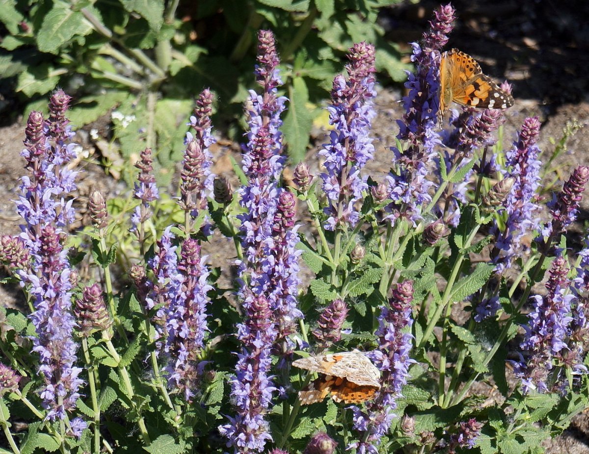 Шалфей Дубравный Карадонна