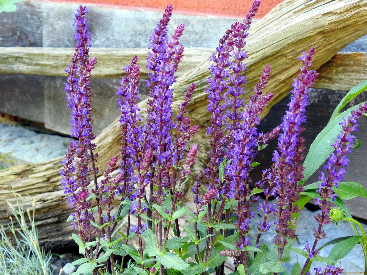 Шалфей Salvia Color Spires Azure Snow