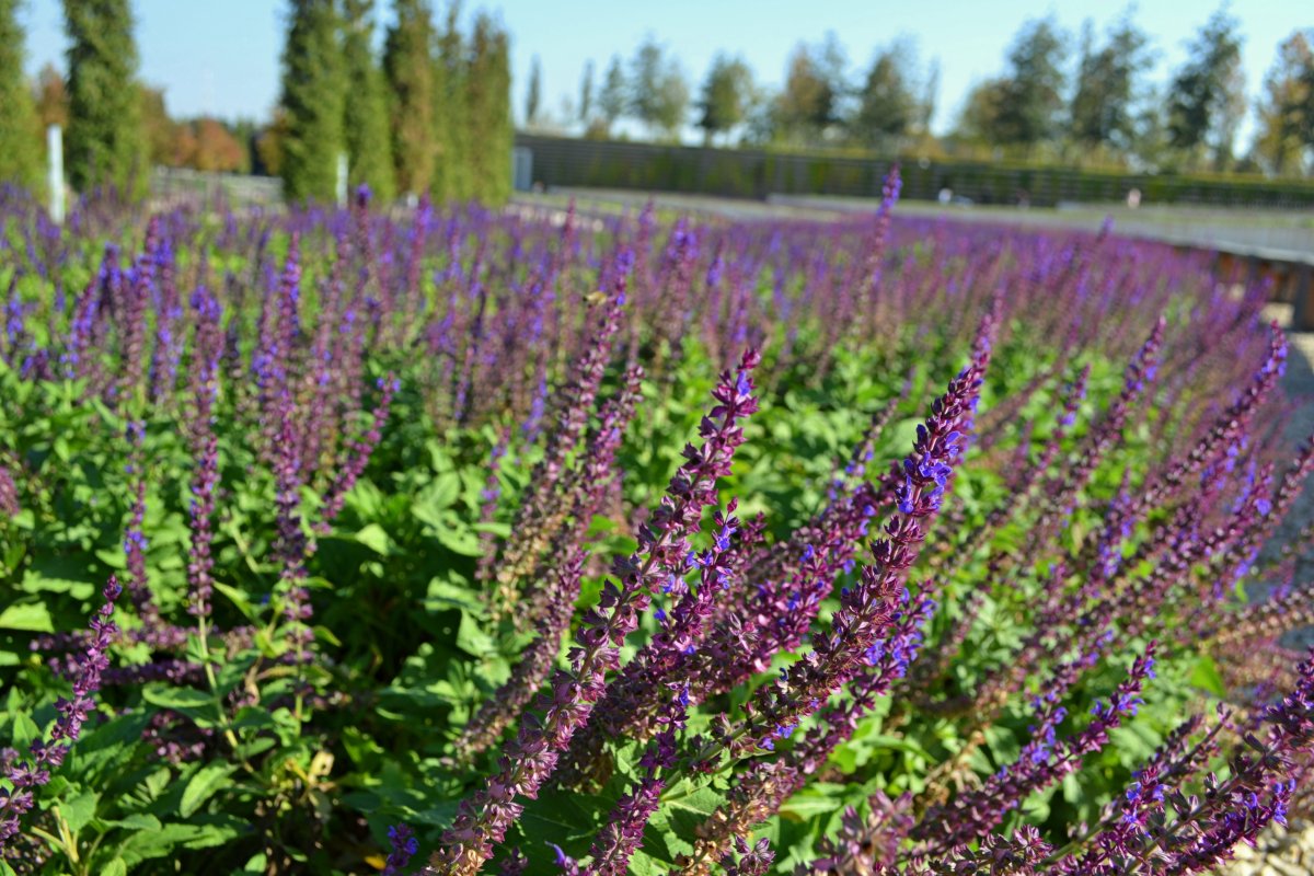 Шалфей Дубравный Карадонна