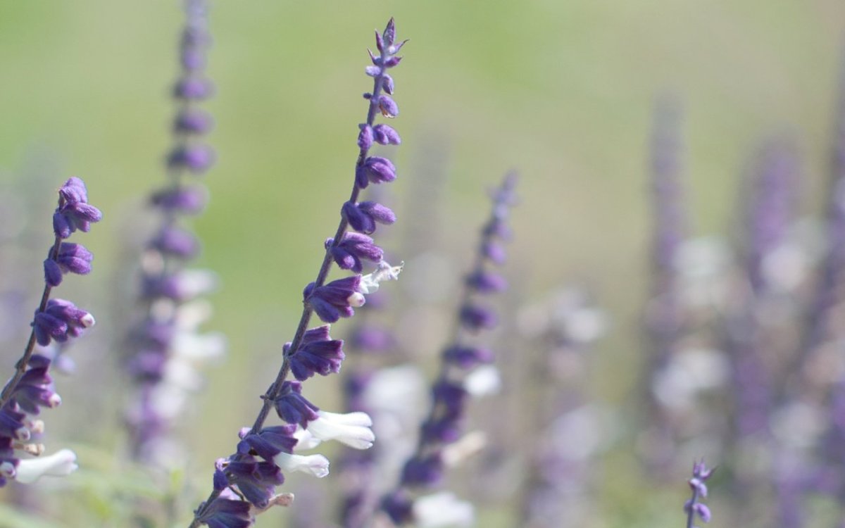 Шалфей лекарственный Purple Beauty