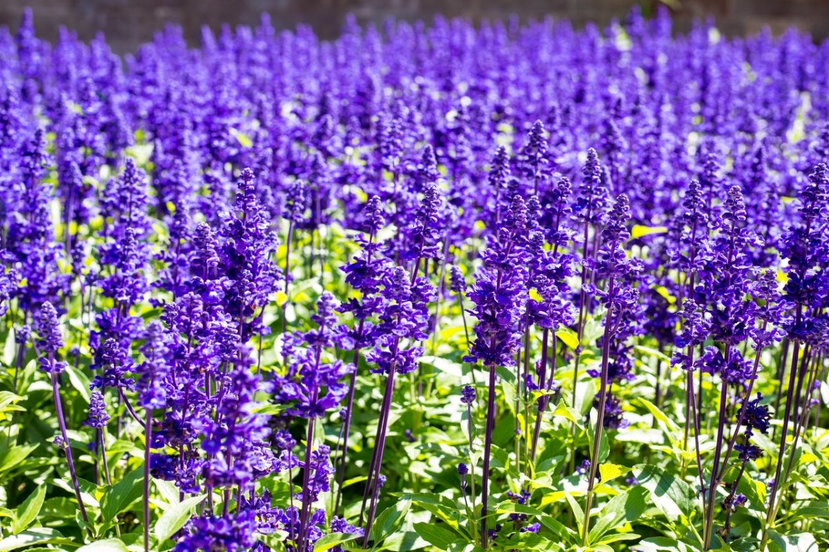 Шалфей лавандоволистный