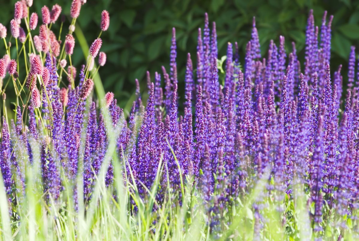 Шалфей галюцегенный