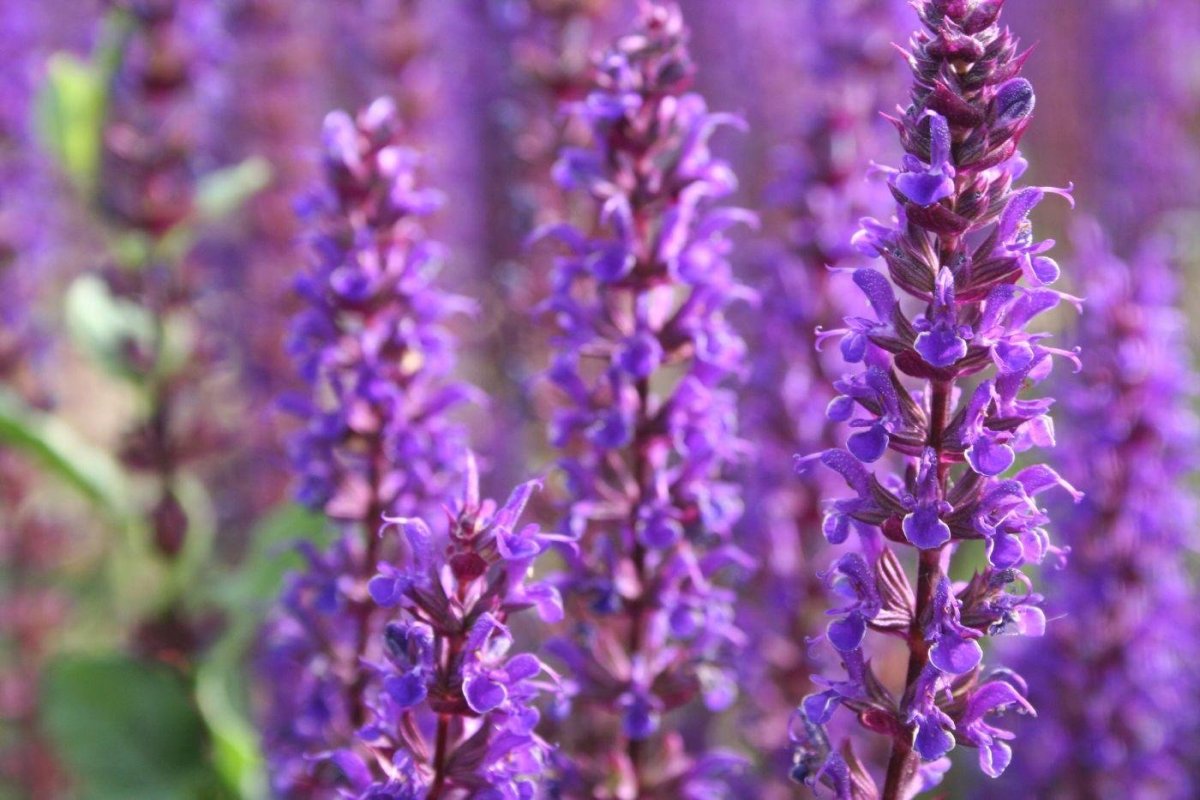 Шалфей Дубравный Маркус "Marcus"