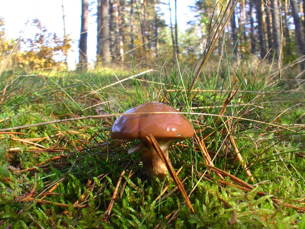 Маслята в Сосновом Бору