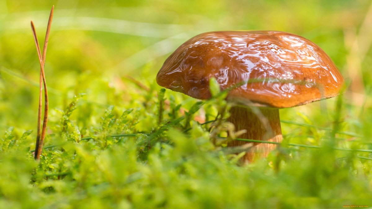 Масленок Макросъемка