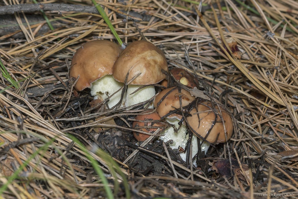 Королевский масленок