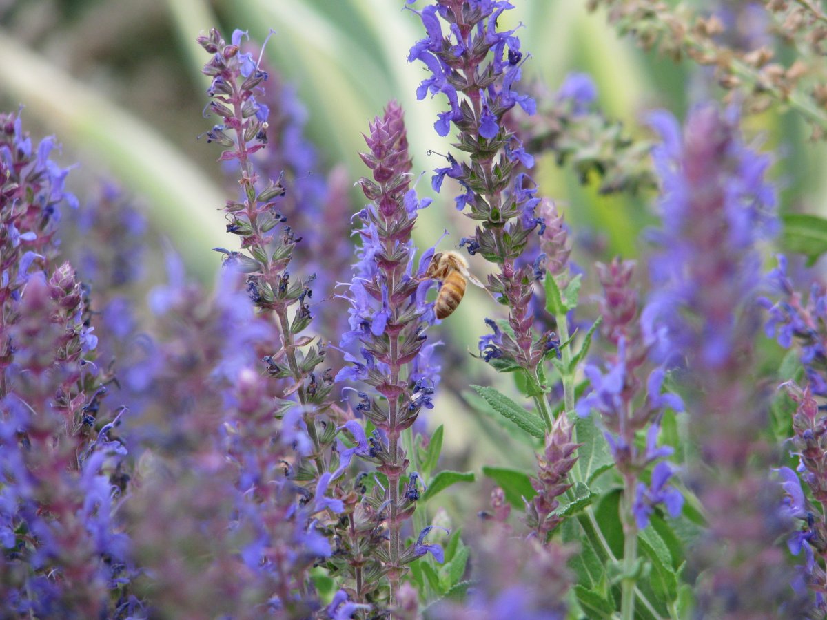 Мелисса + шалфей