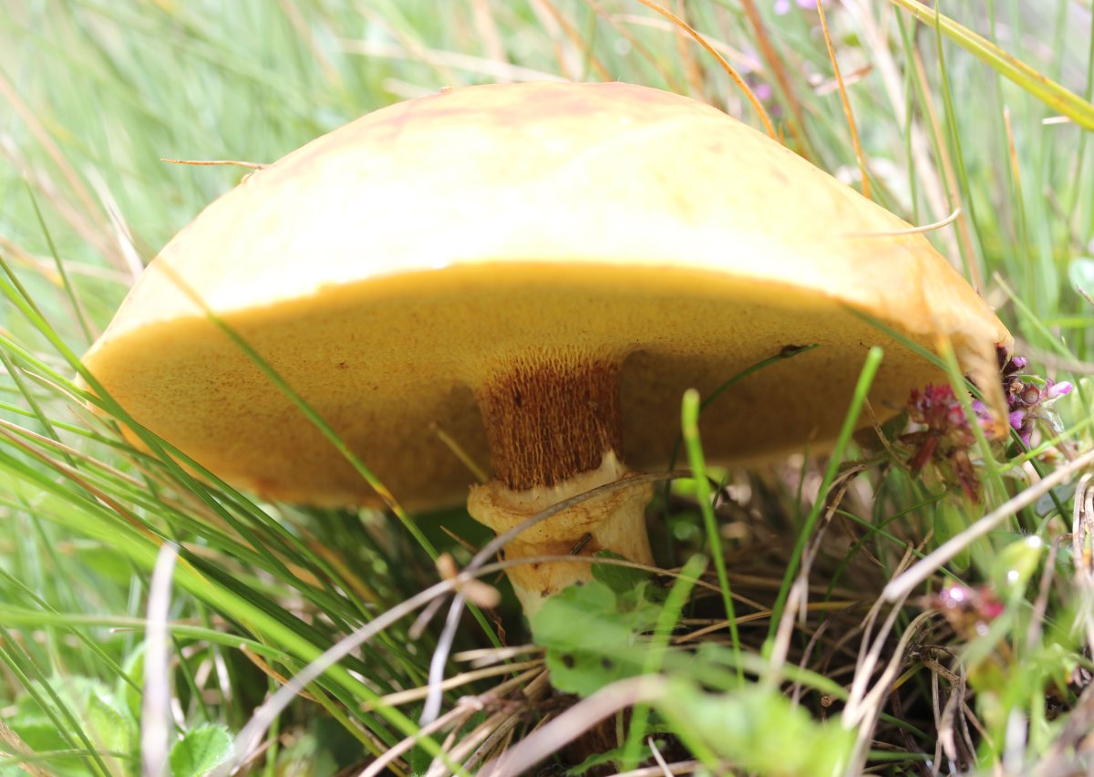 Болетовые маслята свинушки