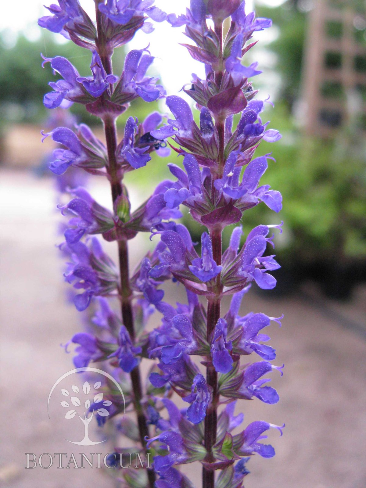 Шалфей Луговой синее поле