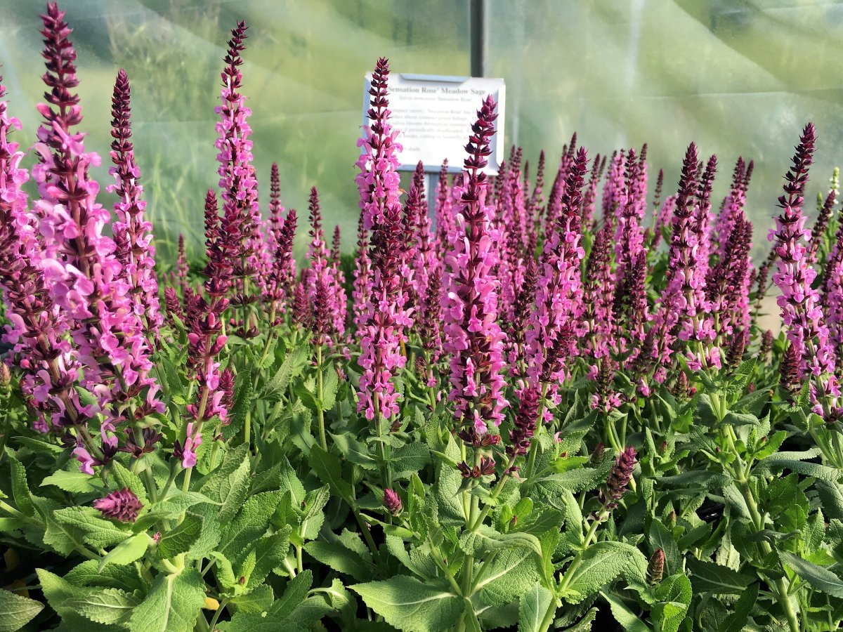 Шалфей полевой Луговой