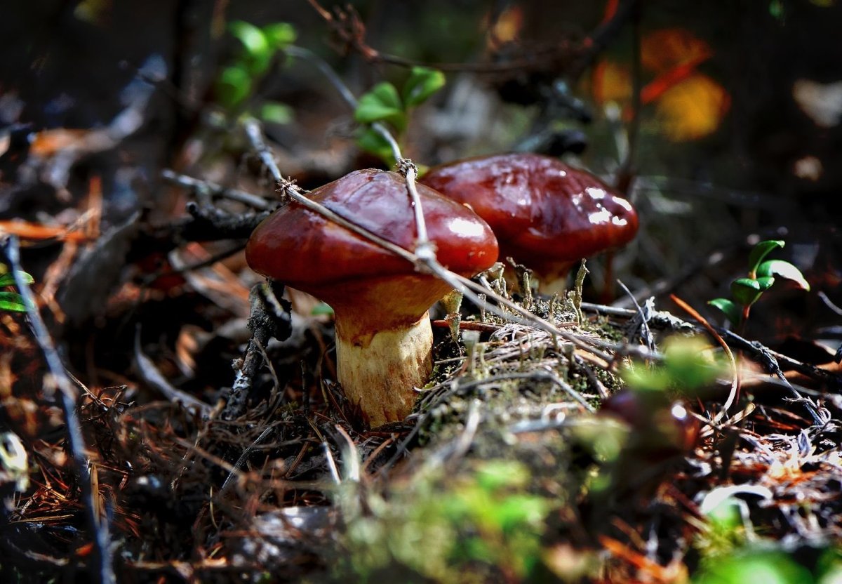 Королевский масленок