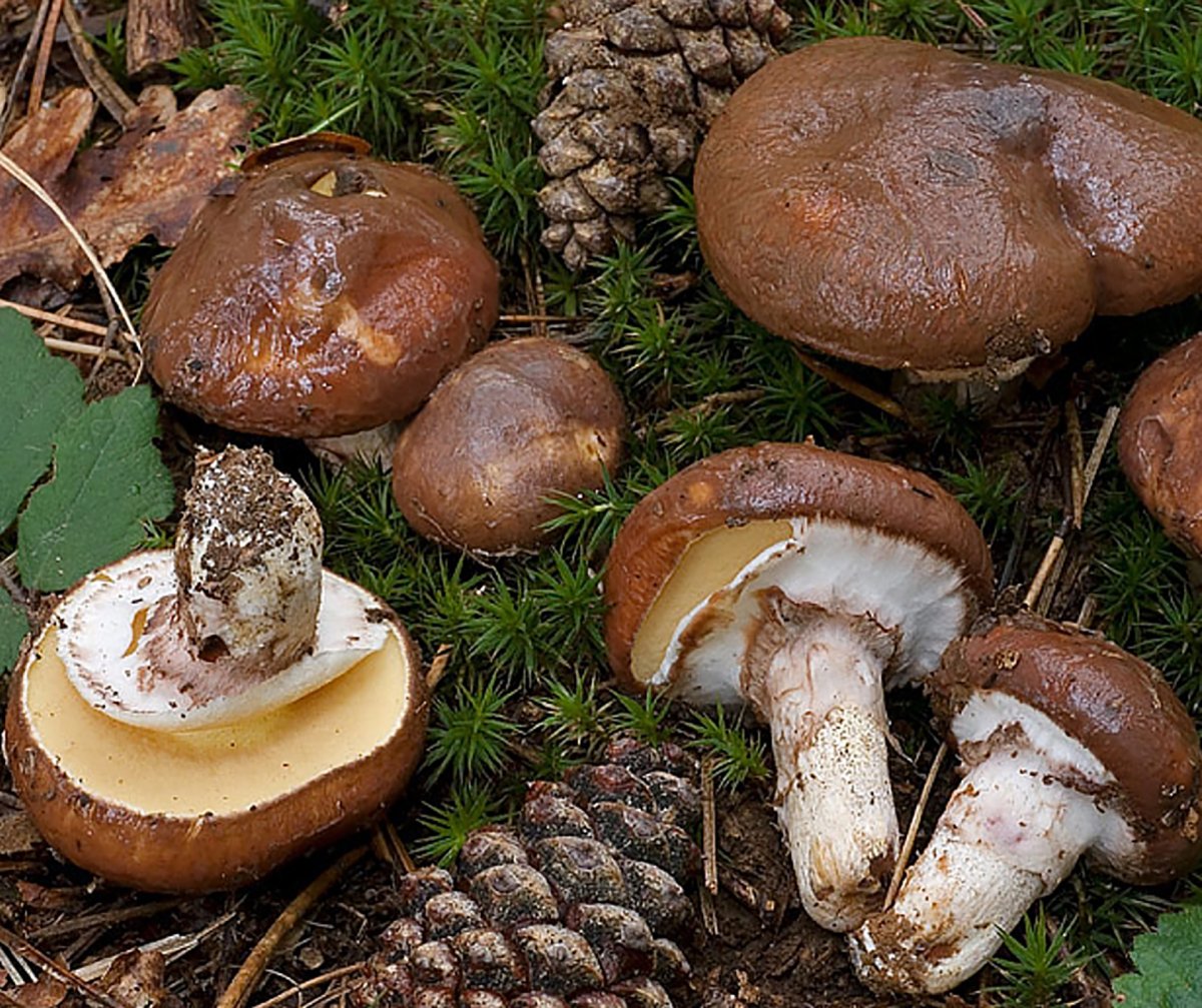 Гриб Suillus luteus