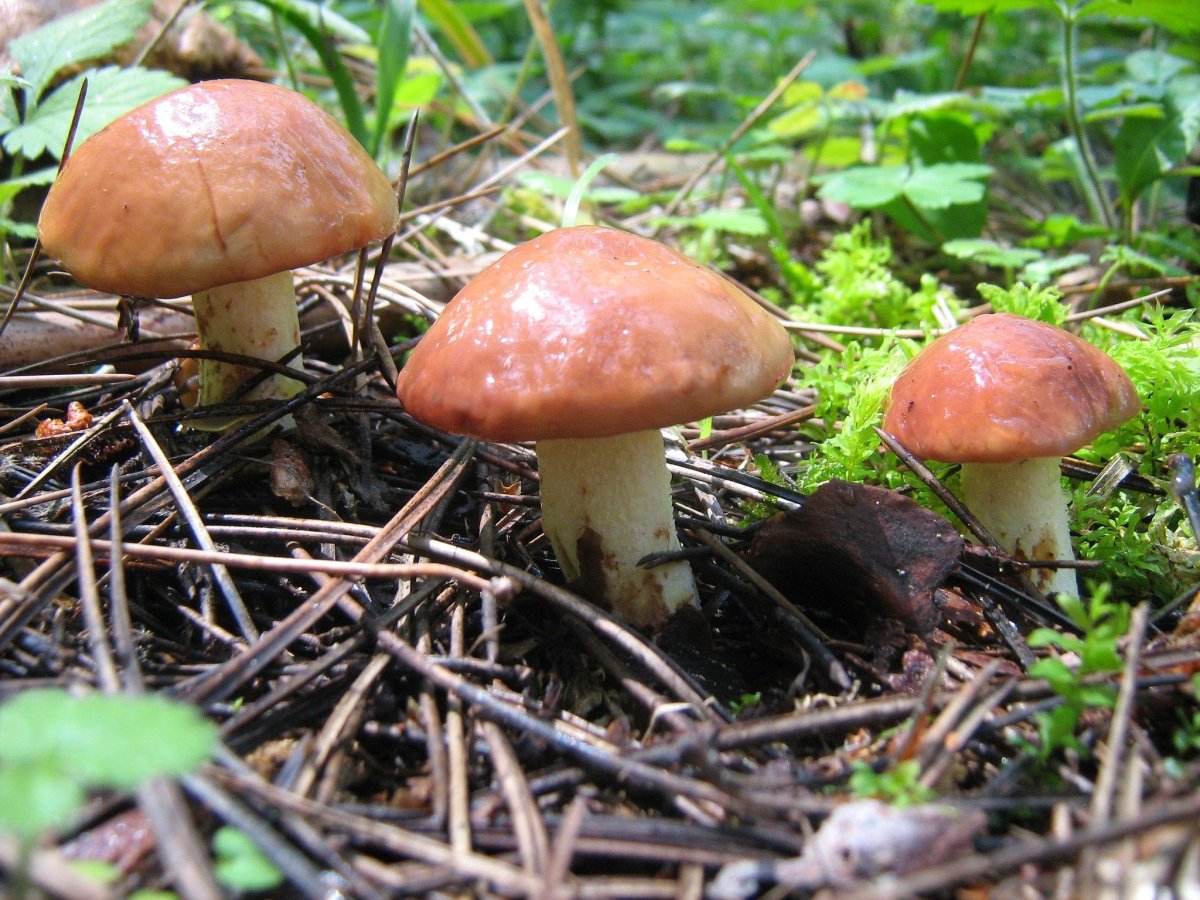 Маслята фото