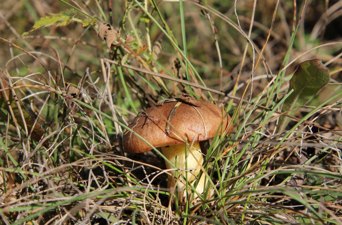 Боровой масленок