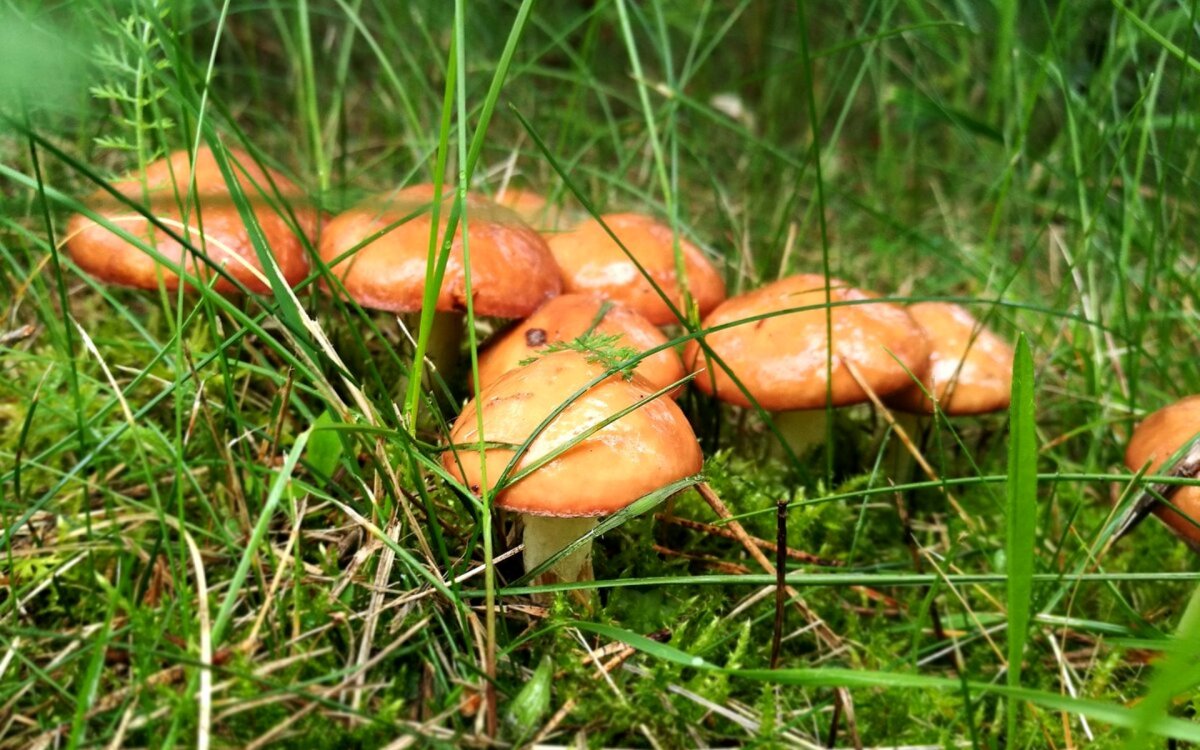 Маслята луговые