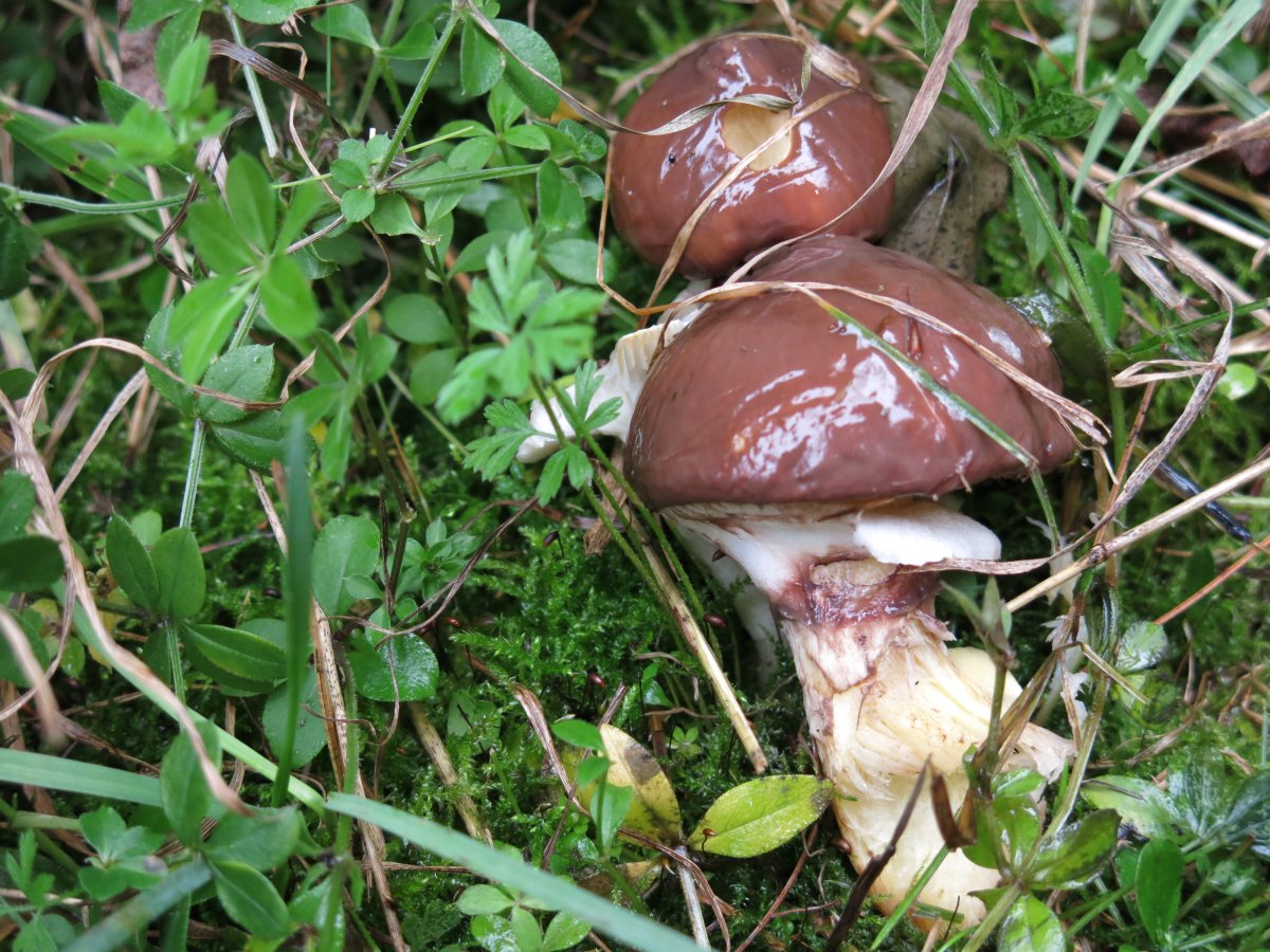 Масленок Suillus luteus