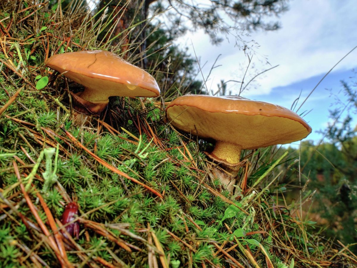 Где растут маслята