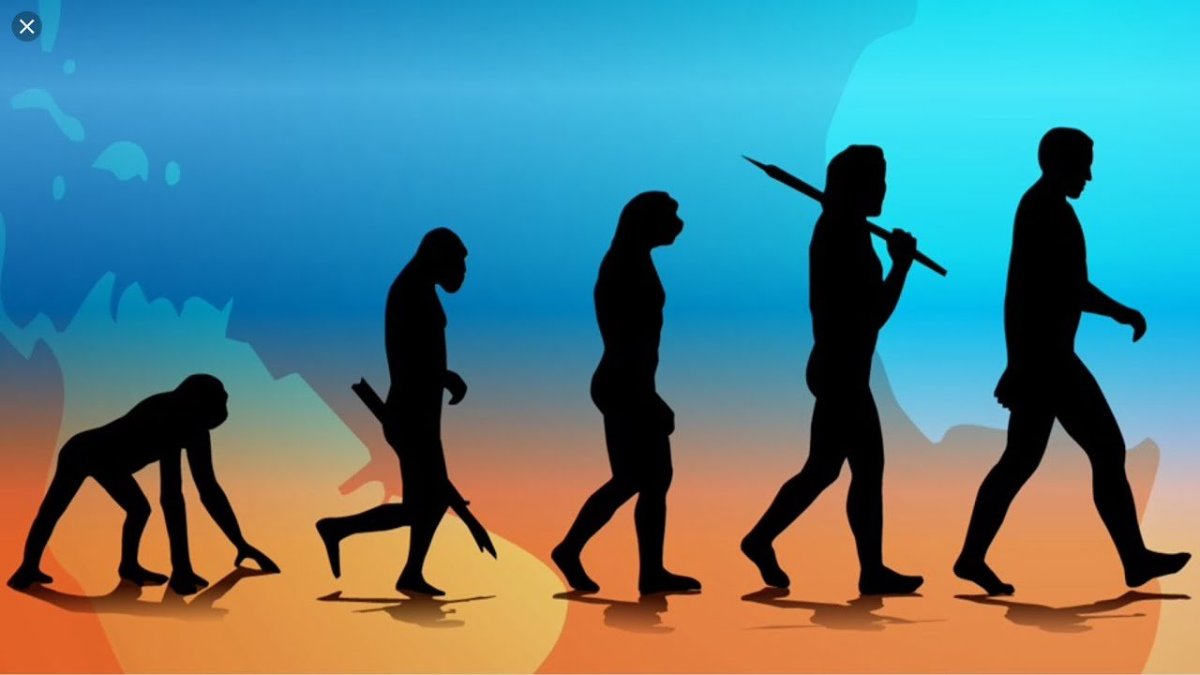 Human Evolution Эволюция человека