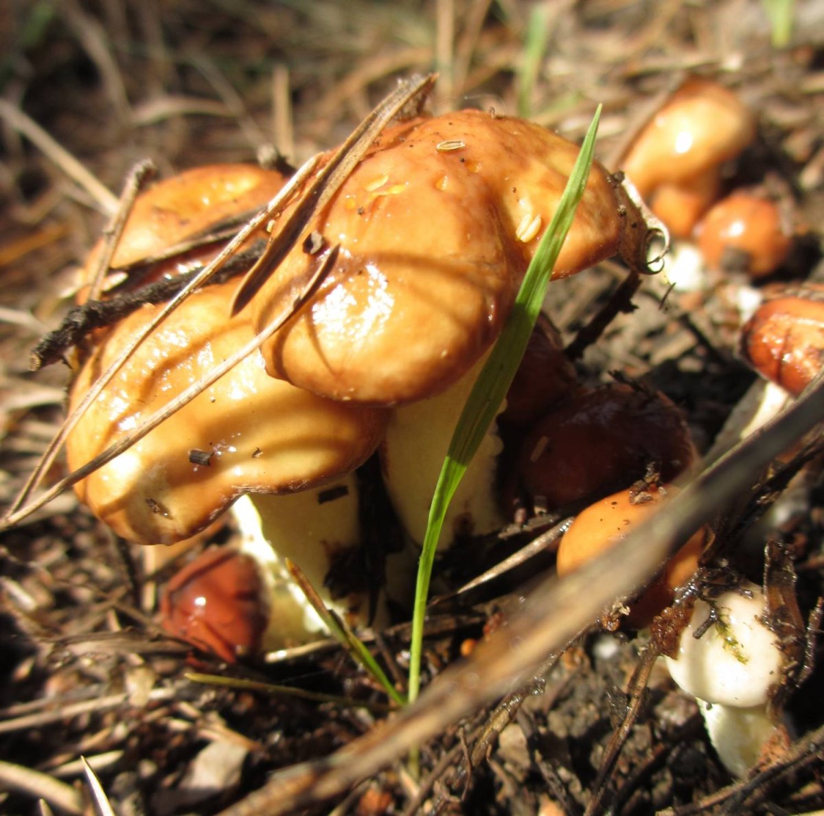 Маслята осенние