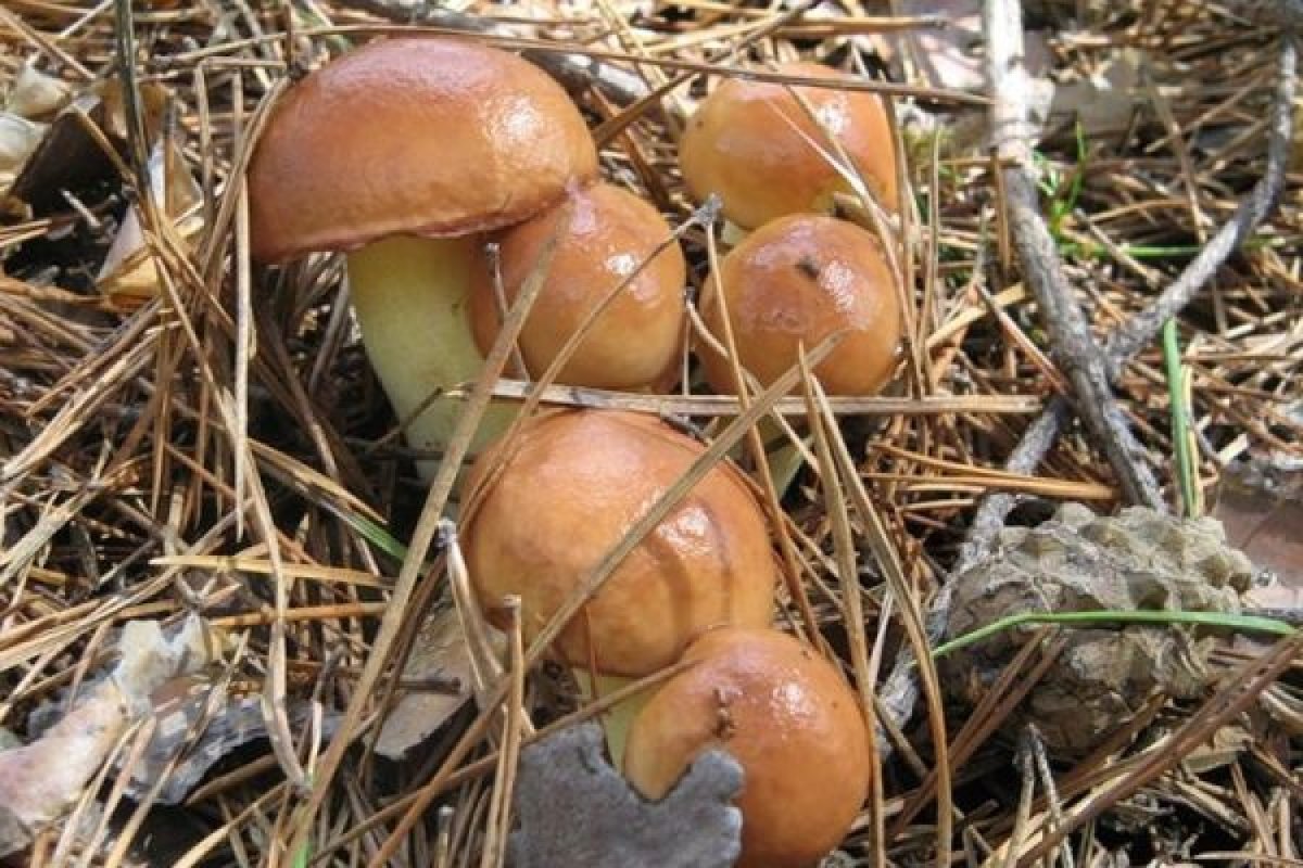 Маслёнок гриб съедобный