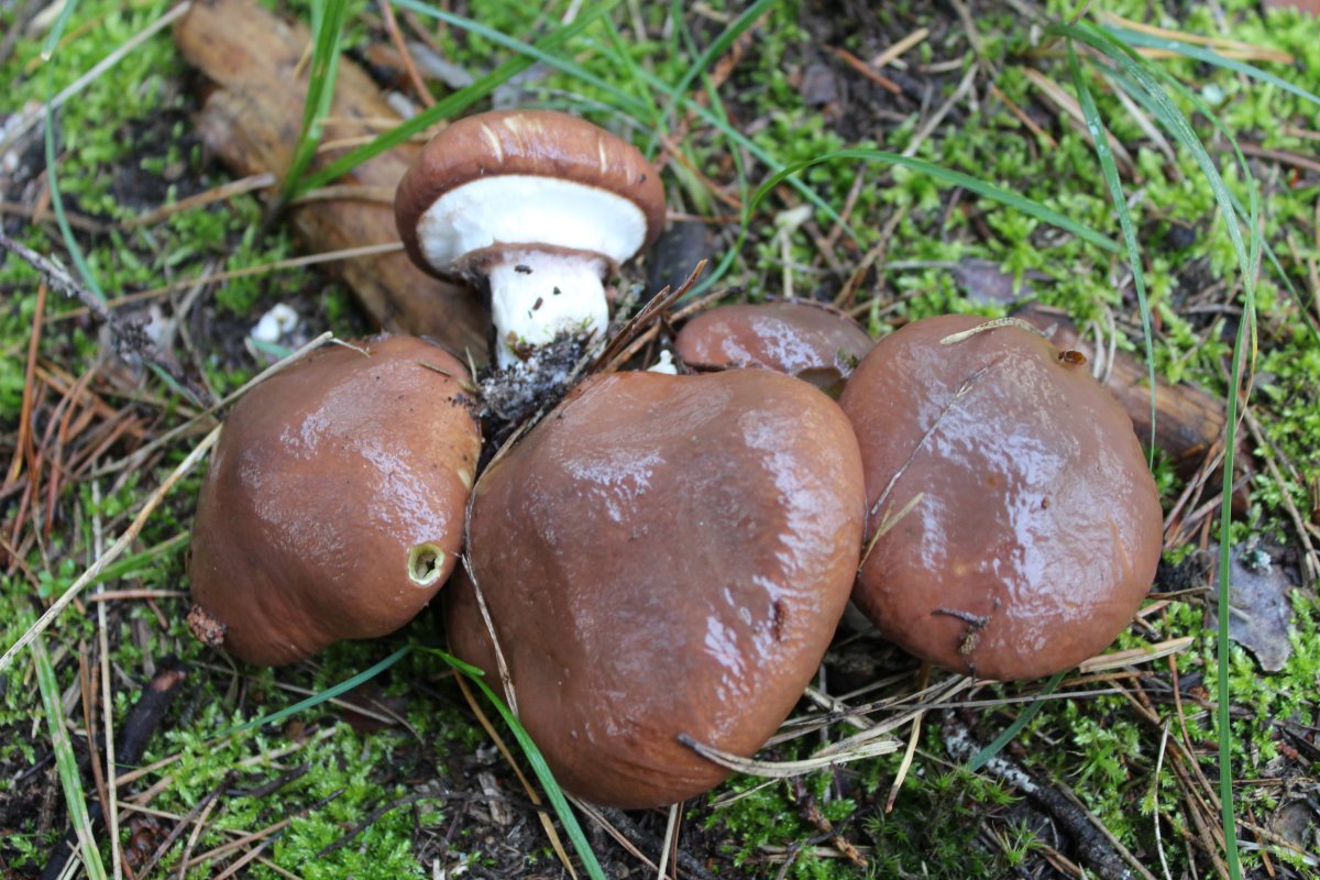 Маслята Байкал