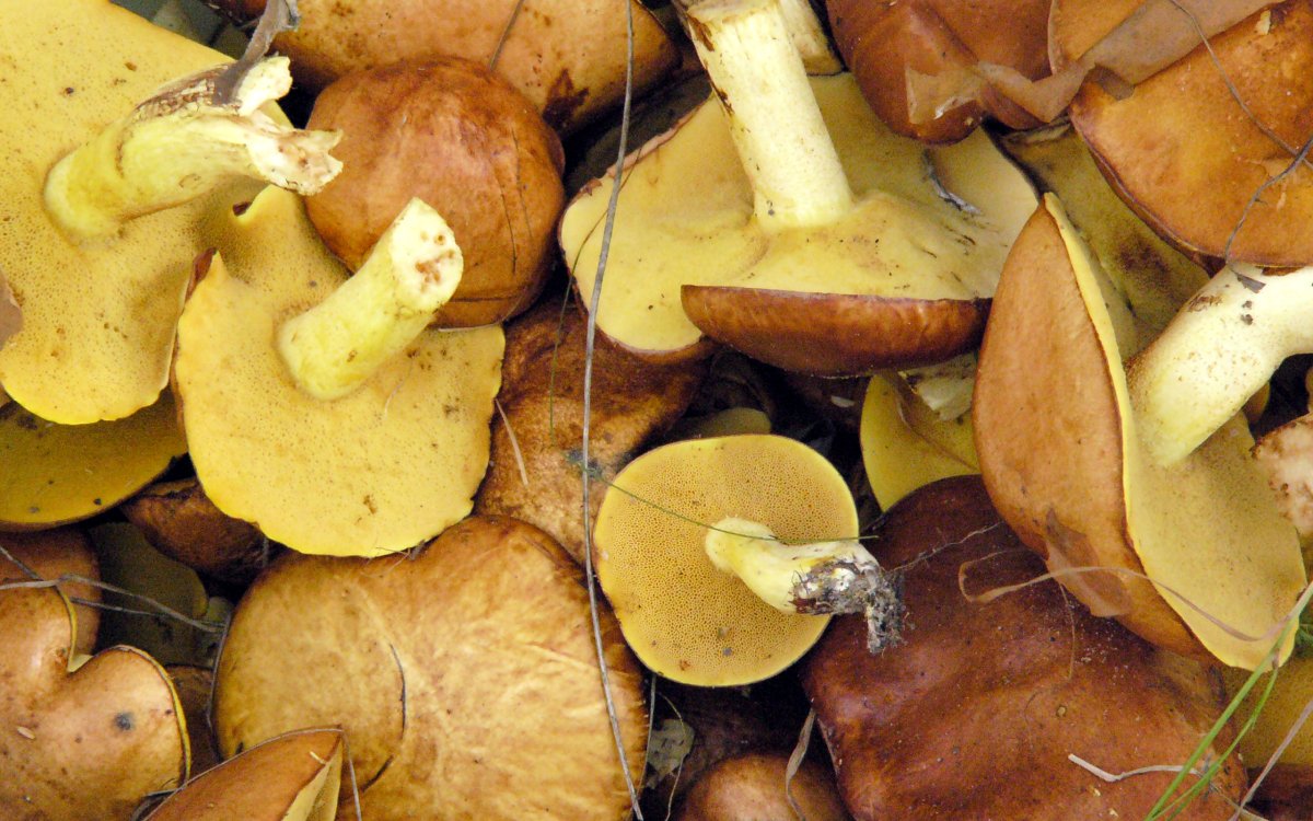 Пластинчатый масленок гриб