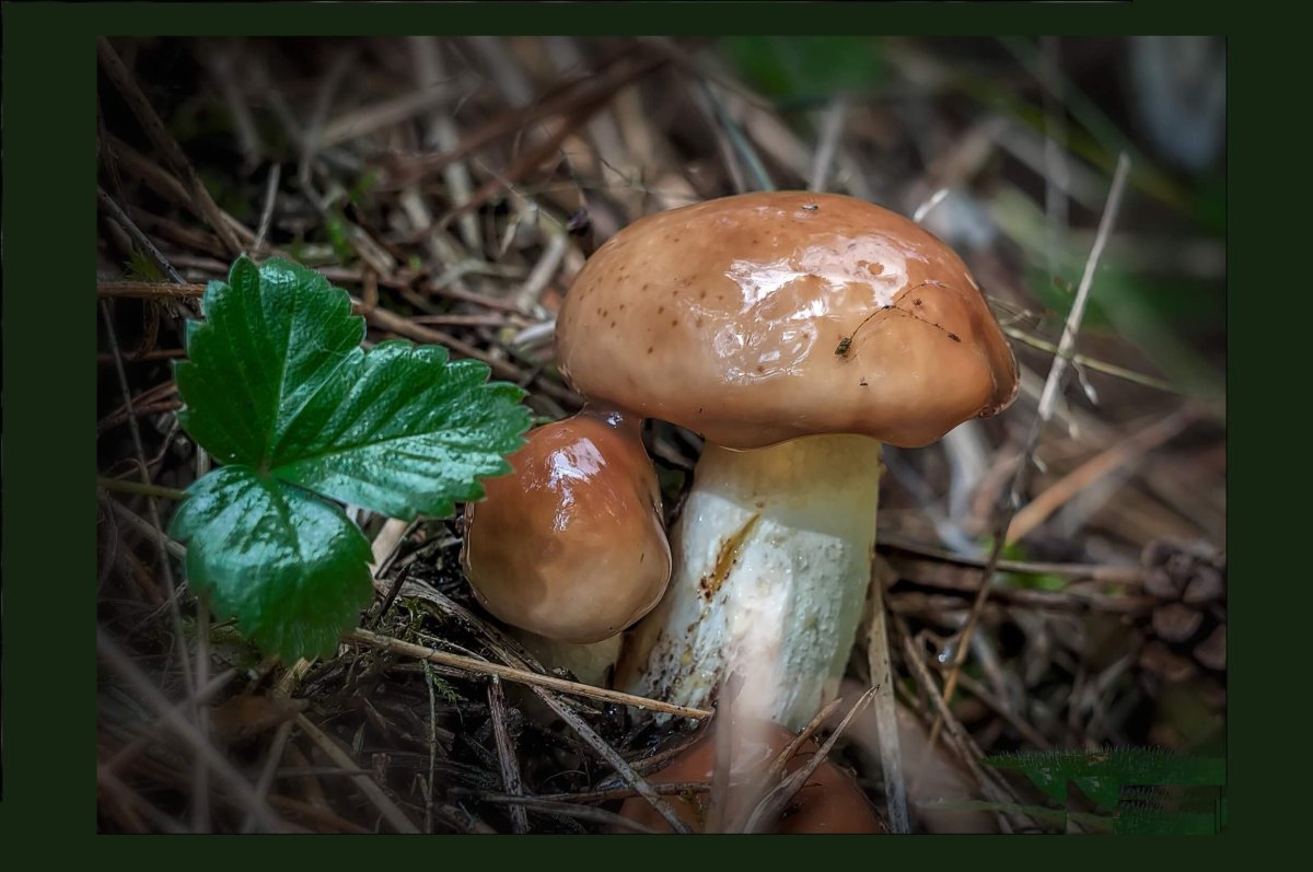 Маслёнок, подосиновик, Боровик, Лисичка: