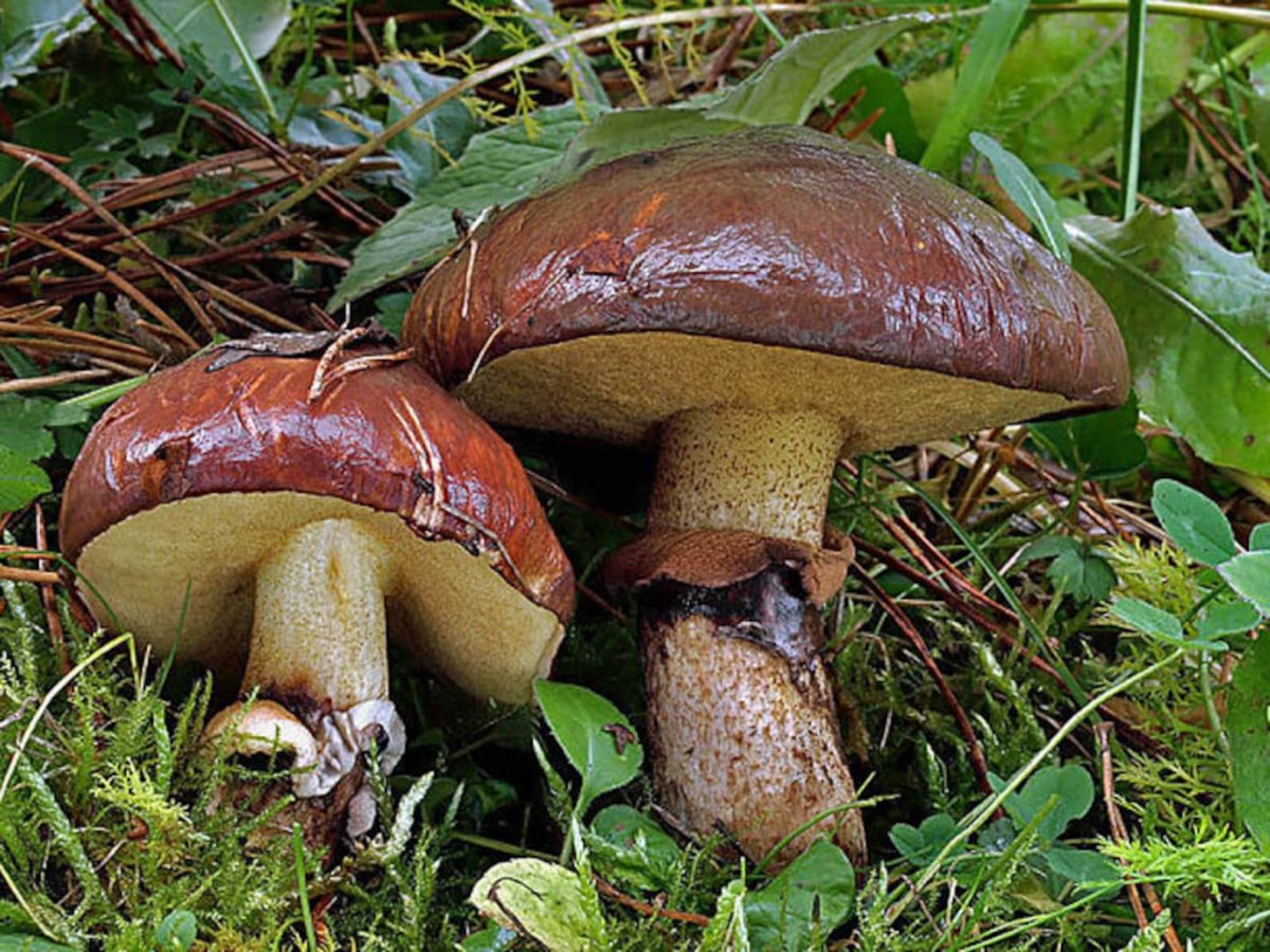 Масленок Suillus luteus