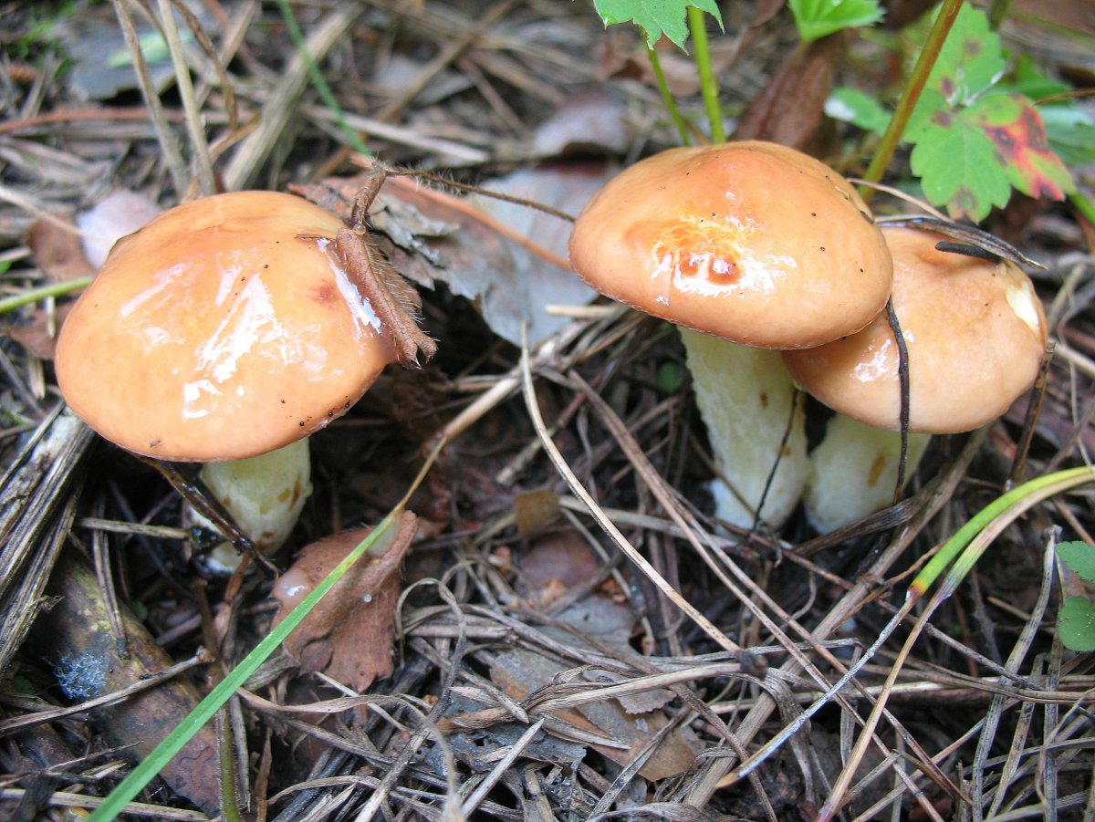 Гриб Suillus luteus