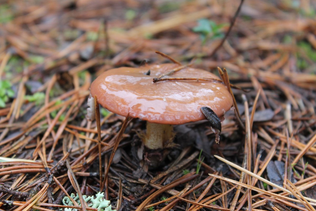 Гриб Боровой масленок