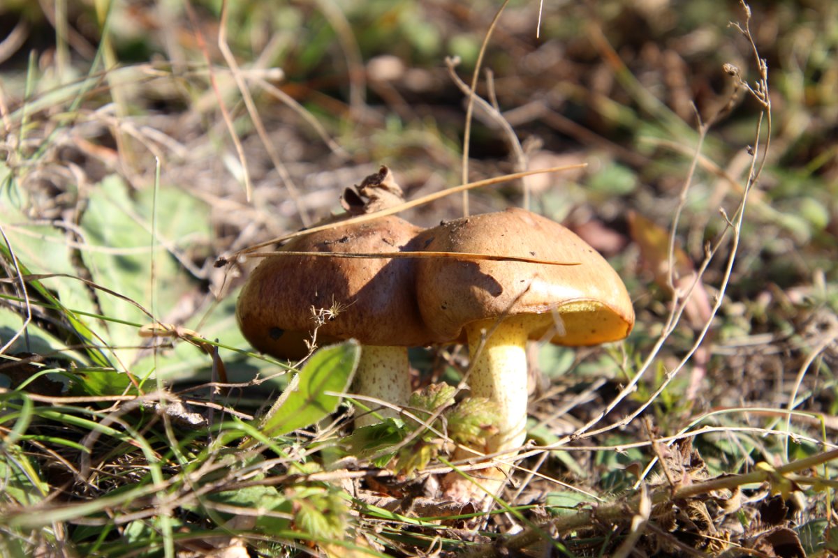 Маслята свежие