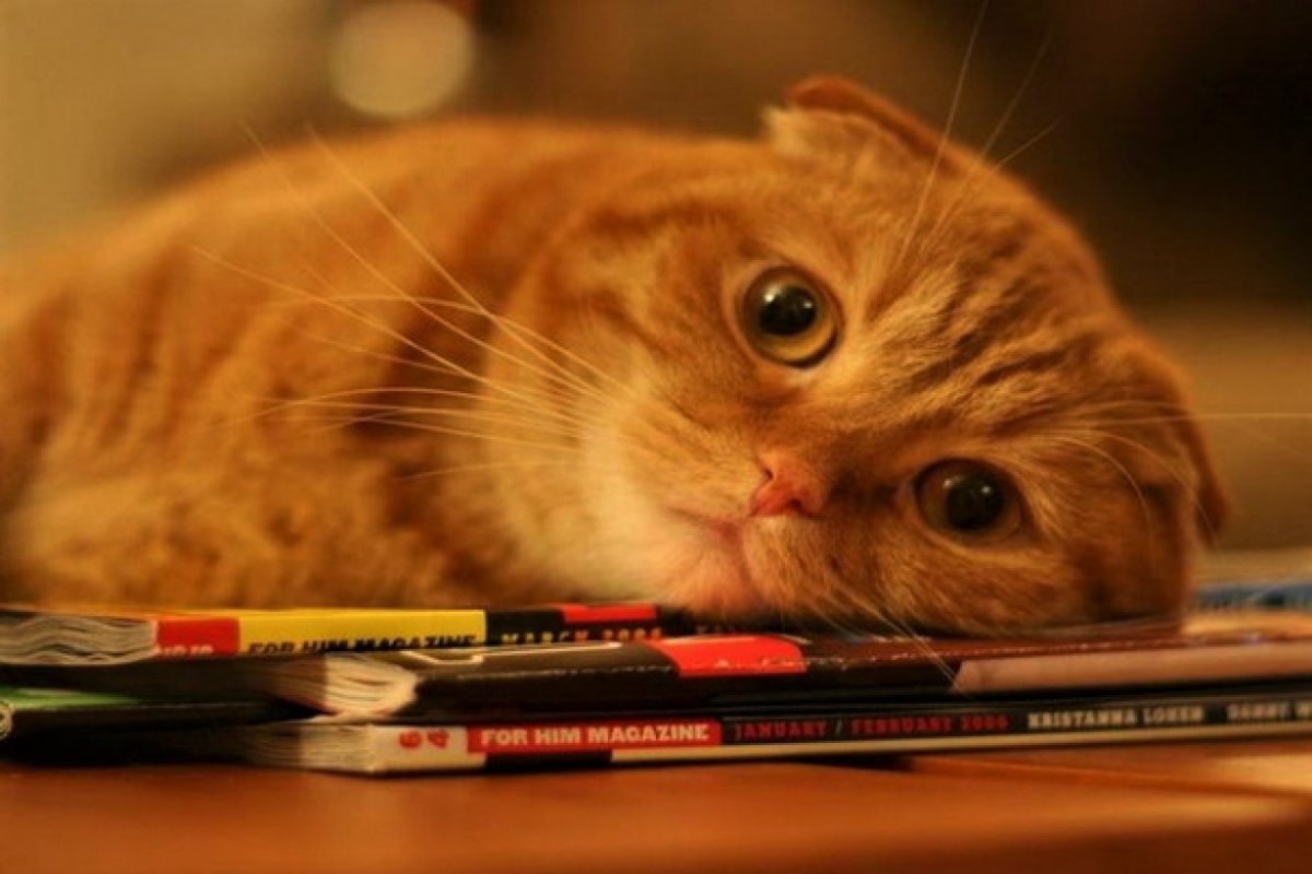 Грустный рыжий кот