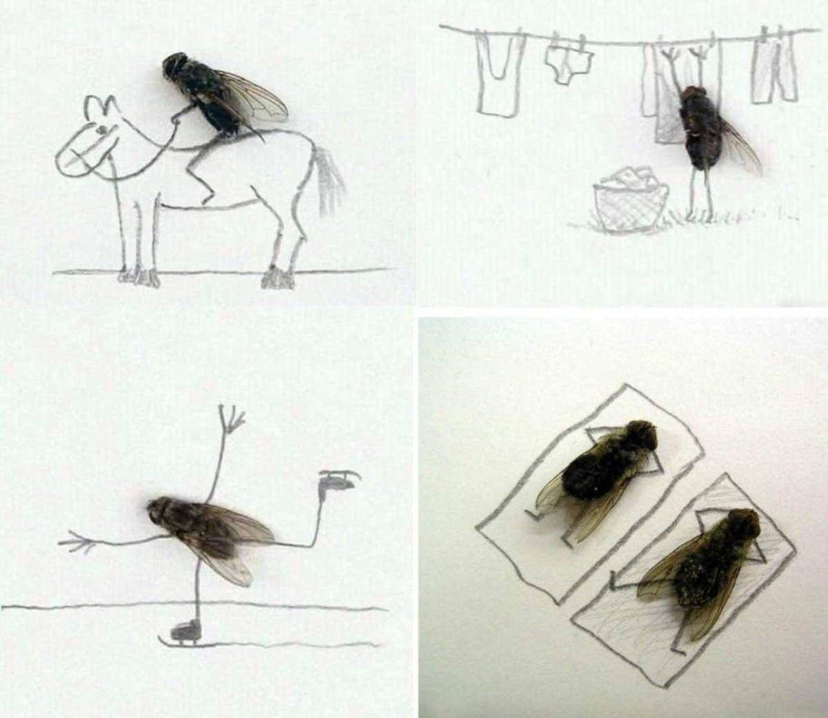 Муха прикол