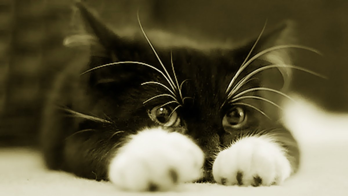 Мурзикович