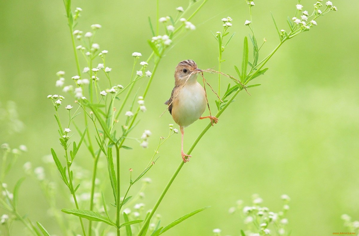 Птичка на травинке